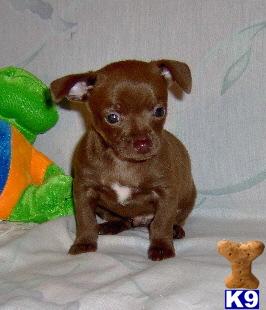 Puppies in OK